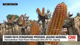 Panen Raya Dongkrang Produksi Jagung Nasional