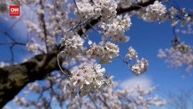 VIDEO: Melepas Pohon Sakura Ikonis AS, 'Stumpy' untuk Terakhir Kali