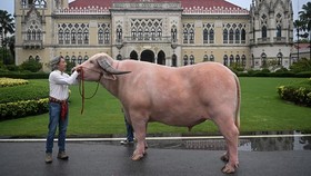 FOTO: Kerbau Jantan Albino Seharga Rp7,8 Miliar di Thailand