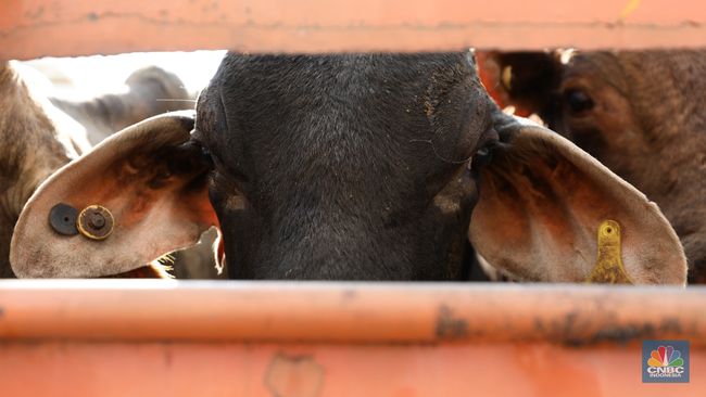 Geger! 100 Sapi Kiriman Australia ke RI Mati, Ada Apa?