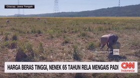 VIDEO: Harga Beras Tinggi, Nenek 65 Tahun Rela Mengais Sisa Padi