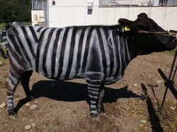 Sapi yang Diwarnai Pola Zebra Ternyata Bisa Mengecoh Lalat yang Hinggap, Kok Bisa?