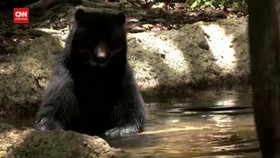 VIDEO: Puluhan Beruang 'Paddington' Bercengkerama di Hutan Bolivia