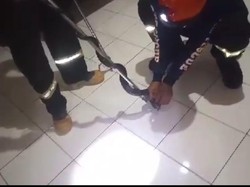 Geger Ular Black Boiga 1,5 Meter Masuk Rumah Warga di Palopo Saat Makan Sahur