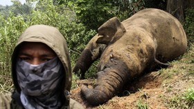 Gajah Tari Mati di Tesso Nilo, Selasa Sehat Rabu Tak Bernyawa