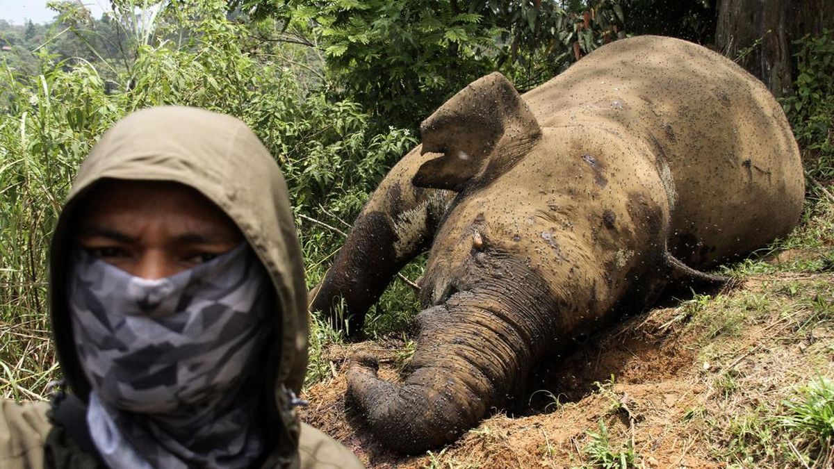 Gajah Tari Mati di Tesso Nilo, Selasa Sehat Rabu Tak Bernyawa