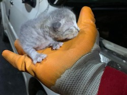 Meong, Meong... Induk Kucing Tunggu Anaknya Diselamatkan Damkar Depok
