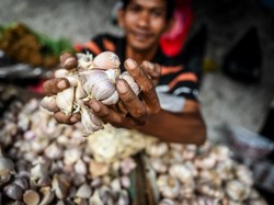 Harga Bawang Putih Masih Tinggi, Ini Penjelasan DPKP Palembang