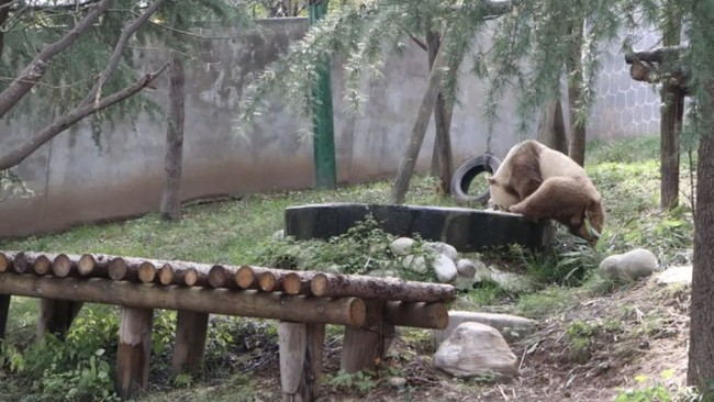Ilmuwan China mengungkap alasan kemunculan panda yang memiliki bulu dengan warna berbeda dari biasanya yakni cokelat-putih.