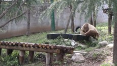 Ahli Pecahkan Misteri Kemunculan Panda Berwarna Cokelat-Putih