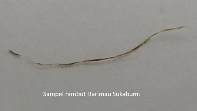 KLHK buka suara soal dugaan temuan BRIN terkait DNA Harimau Jawa di Sukabumi, Jawa Barat.