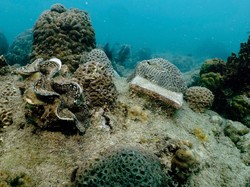 Penampakan Terumbu Karang di Dunia yang Alami Pemutihan