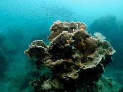 Gawat! Pemutihan Terumbu Karang di Cagar Alam Laut Tersebar Kian Parah