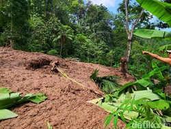 Merana Sule, 11 Domba Miliknya Terkubur Longsor di Sukabumi