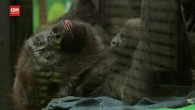 VIDEO: Bayi Gorila Sambut Pengunjung di Kebun Binatang London