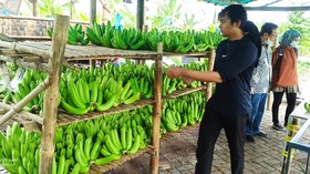 Petani Pisang Cavendish Pasuruan Raup Omzet Rp200 Juta Berkat KUR BRI