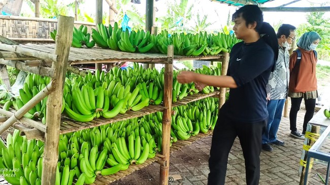 Nur Alim menceritakan, Klaster Usaha Pisang Cavendish Sumber Makmur Organik Wonorejo yang berdiri pada 2022 merupakan salah satu klaster usaha binaan BRI.