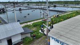 PLN Bantu Usaha Tambak Udang Efisiensi Biaya Operasional Ratusan Juta