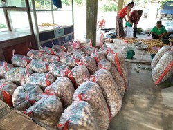 Merosotnya Harga Duku di Akhir Musim, Cuma Rp 1.500 Per Kg
