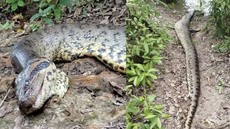 Anakonda Raksasa Amazon Mati Diduga Ditembak, Peneliti Patah Hati