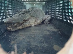 Buaya Raksasa Peneror Warga Berhasil Ditangkap