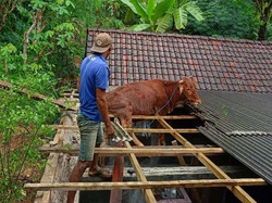 Bikin Kaget! Sapi Tiba-tiba Nyangkut di Atap Rumah Warga Pacitan