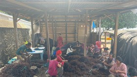 Klaster Usaha Budidaya Rumput Laut di Sulsel Merajut Sukses Berkat BRI