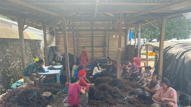 Klater usaha budidaya rumput laut di Kampung Pogo, Sulawesi Selatan berhasil meraih kesuksesan dan semakin produktif berkat bantuan dan pendampingan dari BRI.