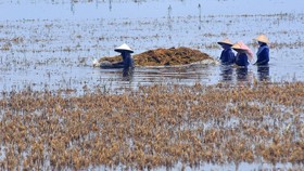 1.138 Hektare Sawah di Jawa Timur Terdampak Banjir