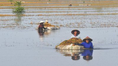 Petani mengumpulkan padi saat panen di sawah yang terendam banjir di Desa Karangrowo, Undaan, Kudus, Jawa Tengah, Kamis (28/3/2024). Menurut data dari Dinas Pertanian dan Pangan setempat, bencana banj