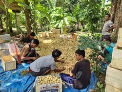 Harga Duku Rasuan Asal OKU Timur Masih Dijual Rp 12.000/Kg