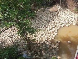 Jorok! Ribuan Bangkai Ayam Diduga Kena Virus Dibuang ke Sungai Mura