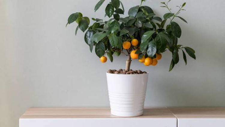 Jika Bunda mencari tanaman dalam ruangan yang dekoratif dan dapat dimakan, Bunda dapat memilih tanaman buah, seperti jeruk, lemon, buah naga, kopi, dan achacha.
