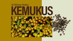INFOGRAFIS: Si Hitam Pedas Kemukus