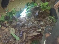 Kala Janda Kena Prank Pria 60 Tahun, Mahar Sekoper Uang Ternyata Daun Kering