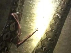 Kronologi Ular Piton 6,5 Meter Mangsa Ternak Dibunuh Warga di Bone Bolango