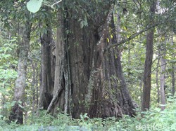 Mengungkap Makna Nama Jati Denok Pohon Endemik dari Hutan Blora