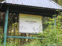 Kisah Jati Denok Blora, Persembunyian Putri Kediri yang Dijaga Harimau