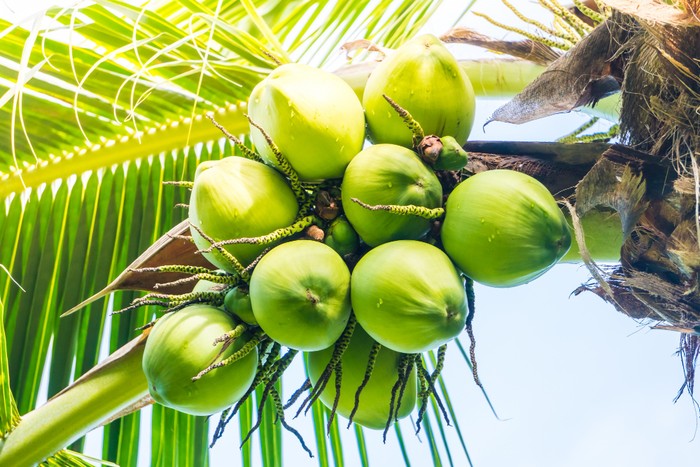 5 Rekomendasi Minuman untuk Memulihkan Kesehatan Tubuh