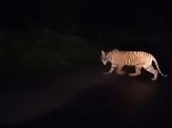 Harimau Sumatera Serang Manusia di Lampung Alami Perubahan Perilaku Agresif