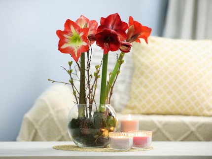 7 Tanaman Hias Indoor untuk Percantik Rumah saat Lebaran