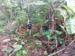 2 Tukang Kayu Tewas Tertimpa Pohon di Kebun Milik Bupati Sukabumi