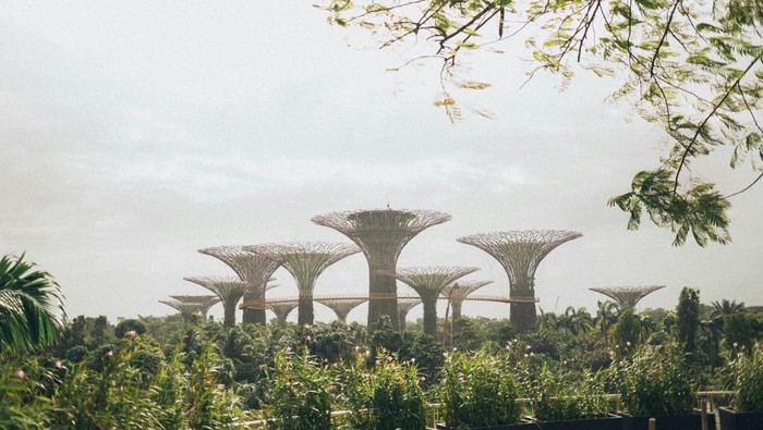 Singapura Jadi Negara 'Blue Zone' 2.0 Dunia! Apa Artinya?