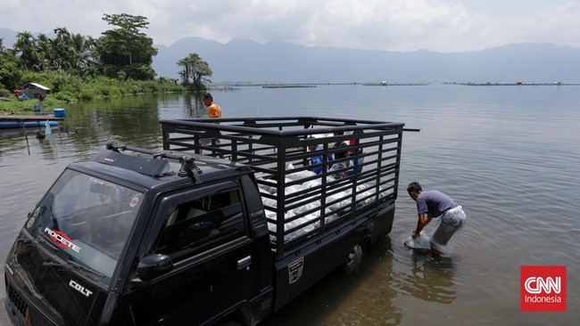 Petrokimia Gresik gelar Petro Fishtival untuk edukasi budidaya ikan, dorong penggunaan teknologi probiotik Petrofish demi hasil panen optimal.