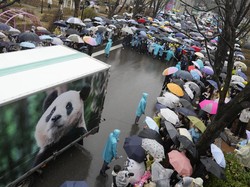 Warga Korsel Lepas Panda Fu Bao Kembali ke China