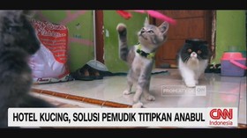 VIDEO: Hotel Kucing, Solusi Pemudik Titipkan Anabul