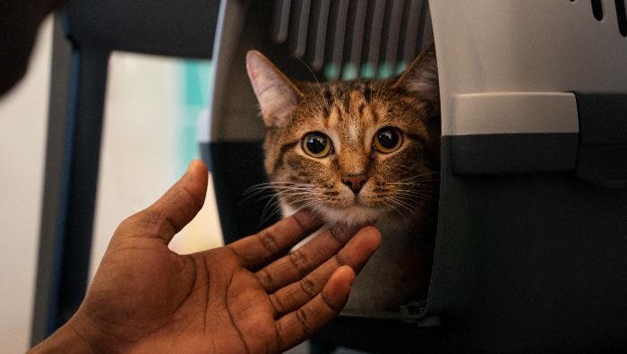 Hore! KAI Perbolehkan Mudik Bawa Anabul, Simak Langkah-Langkahnya di Sini