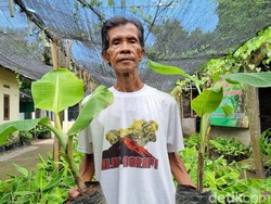 Dijuluki Profesor Pisang Meski Lulusan SD, Ini Kisah Inspiratif Mbah Lasiyo