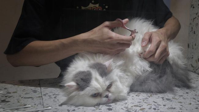 Sebuah penelitian pada tahun 2020 menunjukkan salah satu cara membangun ikatan dengan kucing adalah dengan lebih banyak tersenyum kepada mereka.