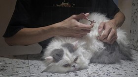 Lakukan Trik Ini untuk Komunikasi dengan Kucing Kesayangan